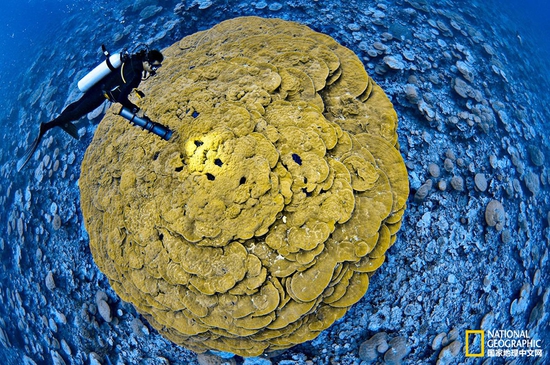 金曼礁國家紀(jì)念區(qū)，太平洋攝影：Brian Skerry，國家地理創(chuàng)意版