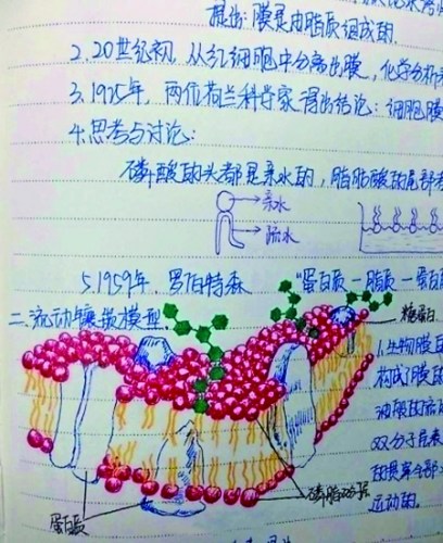 網絡熱傳的學霸手繪版生物筆記