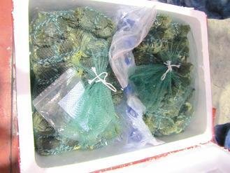  大陸進(jìn)口大閘蟹被檢出禁用的動(dòng)物用藥，已全數(shù)銷毀。 圖片來源：臺(tái)灣《聯(lián)合報(bào)》
