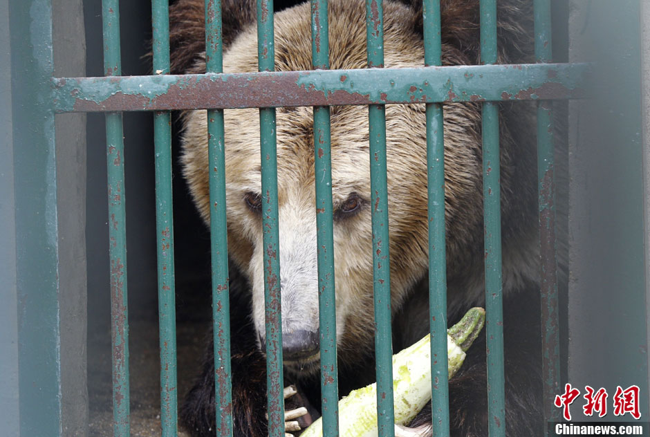 6月19日，河南鄭州，新密市動物園咬死飼養員的肇事棕熊被暫押在鄭州動物園內，該熊“臥室”周圍被三重鋼