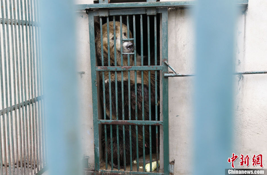 6月19日，河南鄭州，新密市動物園咬死飼養員的肇事棕熊被暫押在鄭州動物園內，該熊“臥室”周圍被三重鋼