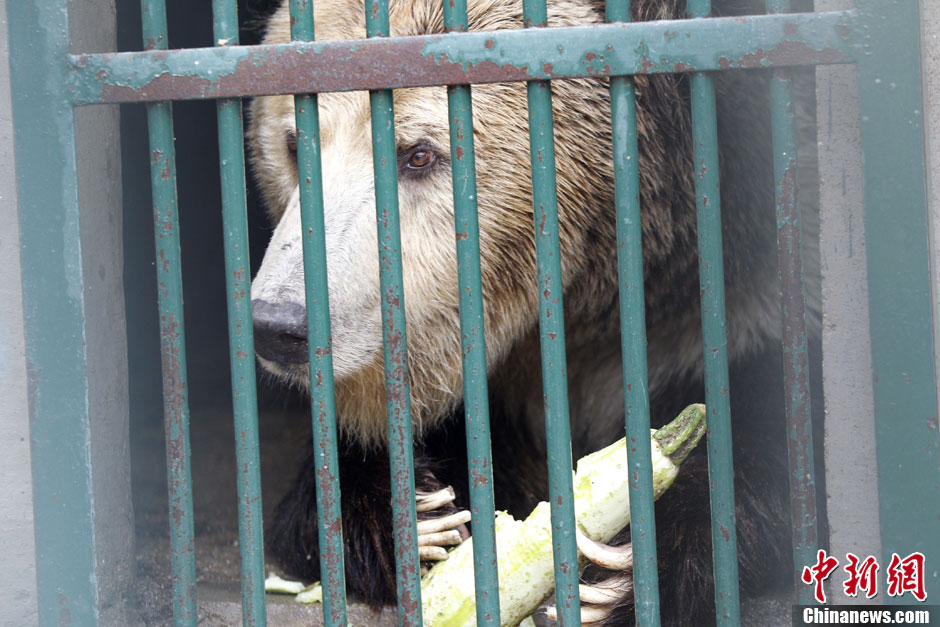6月19日，河南鄭州，新密市動物園咬死飼養員的肇事棕熊被暫押在鄭州動物園內，該熊“臥室”周圍被三重鋼