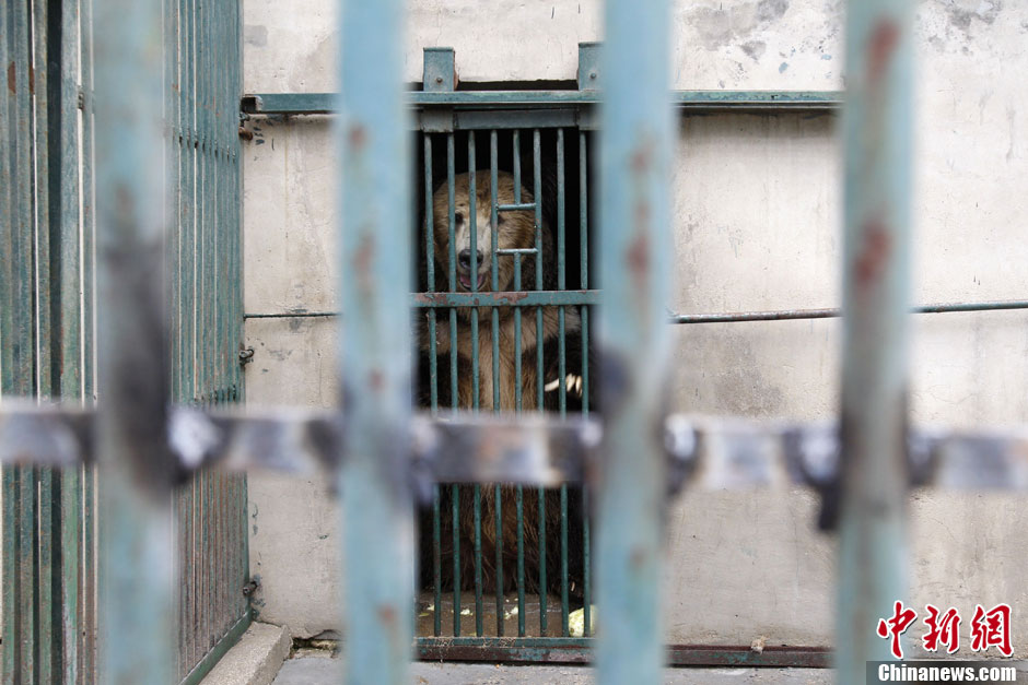 6月19日，河南鄭州，新密市動物園咬死飼養員的肇事棕熊被暫押在鄭州動物園內，該熊“臥室”周圍被三重鋼