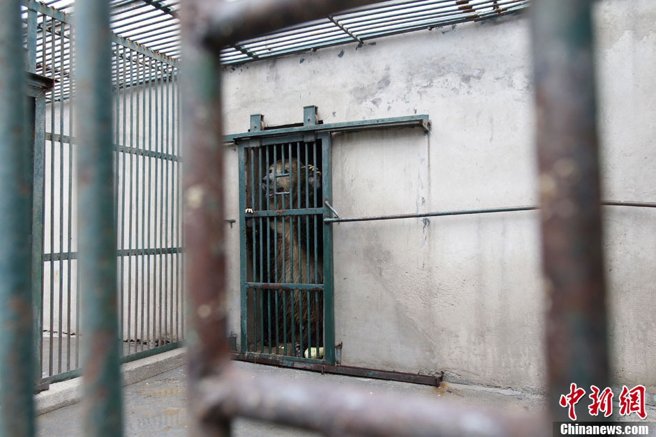 6月19日，河南鄭州，新密市動物園咬死飼養員的肇事棕熊被暫押在鄭州動物園內，該熊“臥室”周圍被三重鋼
