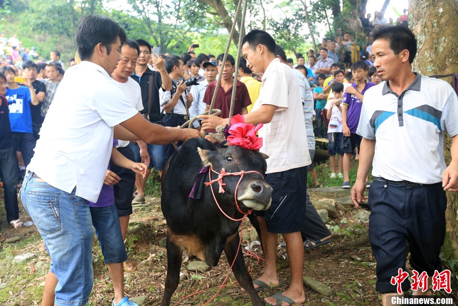 村民給黃牛套上繩索，準備進行儀式。 譚凱興 攝