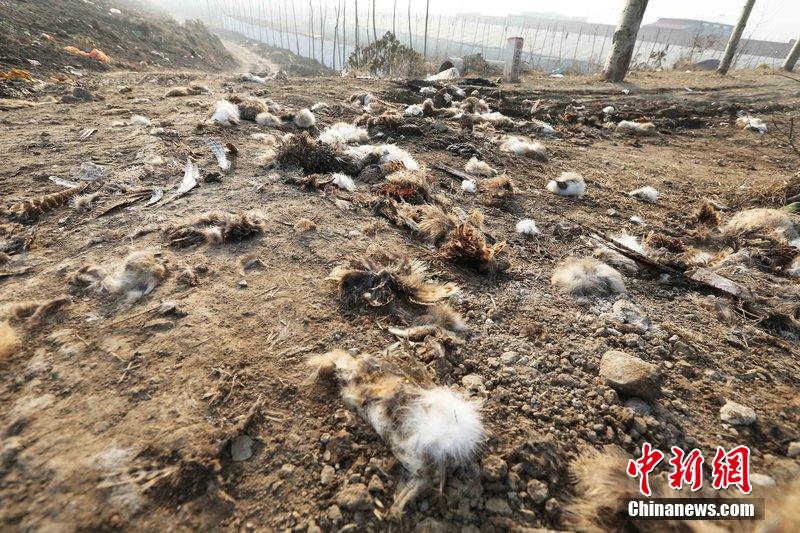 圖為12月1日，104國道靜海縣城附近，野兔的皮毛內臟等殘留物散落一地，寒風中飄著一股刺鼻的酸臭味。
