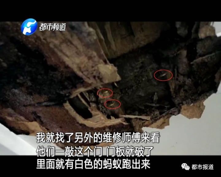 蟻族大軍入侵！十幾萬裝修的新家被“吃掉”