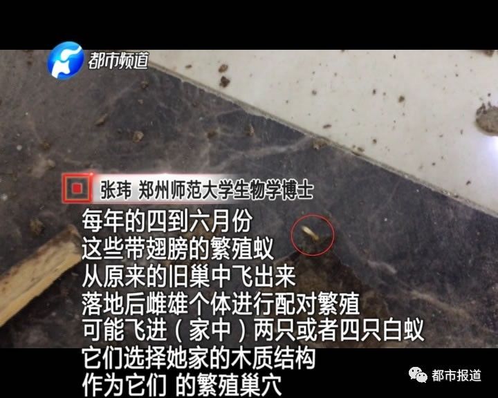 蟻族大軍入侵！十幾萬裝修的新家被“吃掉”