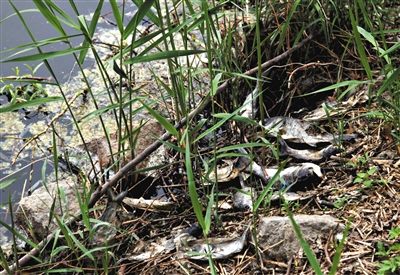 南沙河中漂浮著大量生活垃圾和腐爛水草等物，岸邊出現(xiàn)大量死魚。新京報記者郭鐵流攝