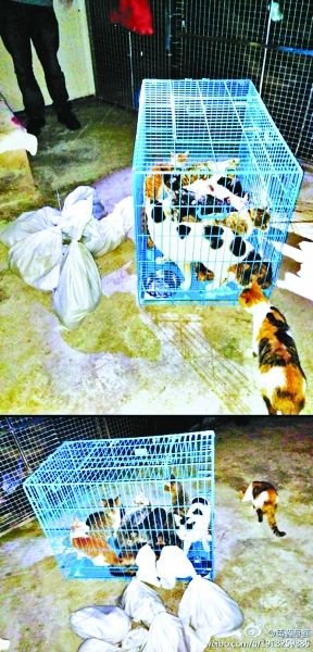 志愿者將放生的貓抓捕回來，這些貓等待領養