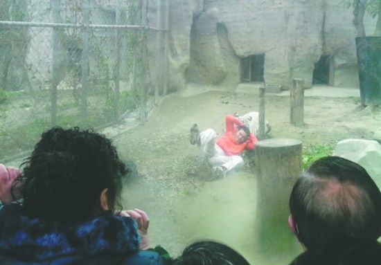 昨日，成都動物園，男子進入白虎活動區(qū)后被白虎拖行。動物園出動50多人成功營救下他