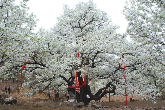 500歲梨王開(kāi)花，多根紅綢加身，鮮花壓滿(mǎn)枝頭。
