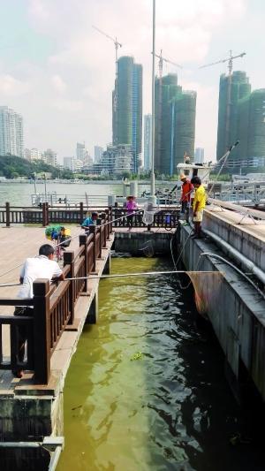 一群人正在打撈放生的龜、魚等。信息時(shí)報(bào)記者 陳文杰 攝