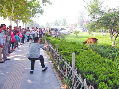 工作人員悄悄走近梅花鹿，準(zhǔn)備發(fā)射麻醉針。