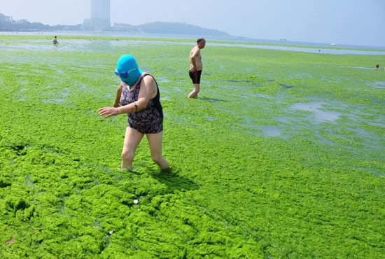 2013年7月3日，山東青島青島高溫來襲，“青島大媽”不懼滸苔，戴著“強(qiáng)盜面具”出現(xiàn)在海水浴場消暑降