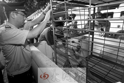 相關部門將加強管理，今年12月起烈性犬一律沒收。 （資料圖）