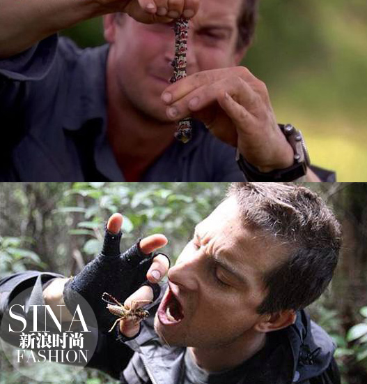 昆蟲經常吃 昆蟲經常吃