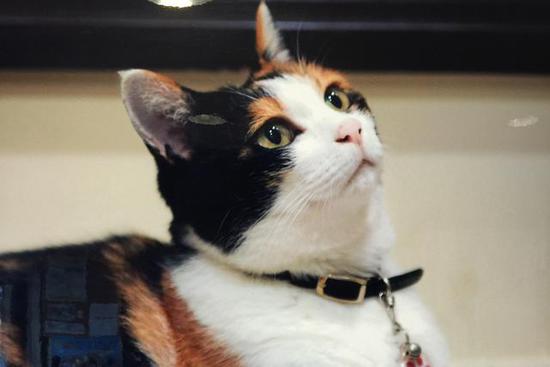 全球最萌車站 站長是只貓 全球最萌車站 站長是只貓