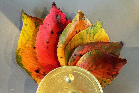 全球最萌車站 站長是只貓 全球最萌車站 站長是只貓