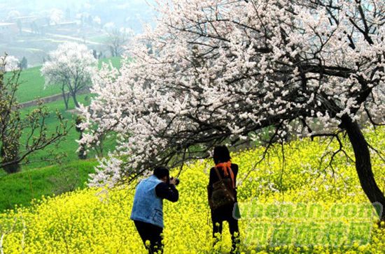 伏羲山神仙洞杏花節3月23號杏花節
