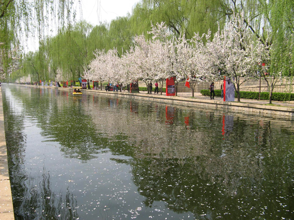 海棠笑迎客留步看花溪 元大都遺址公園海棠花節