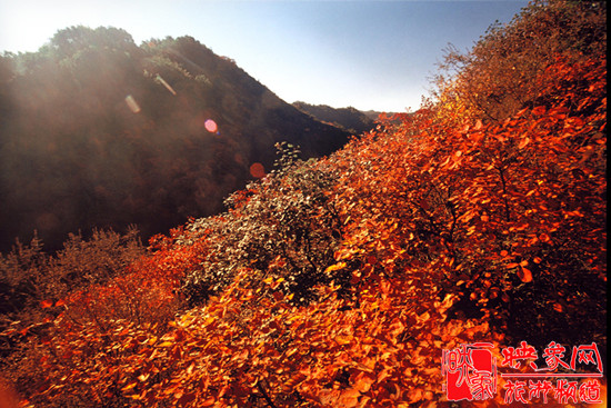 2013第七屆中國·邢臺九龍峽金秋紅葉節