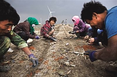 大雨將至，渤海邊的蟹池旁，蟹農(nóng)們不慌不忙地收綁梭子蟹。