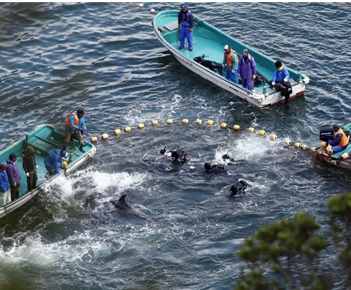 圖為當地漁民正在把海豚趕入屠殺圈內。