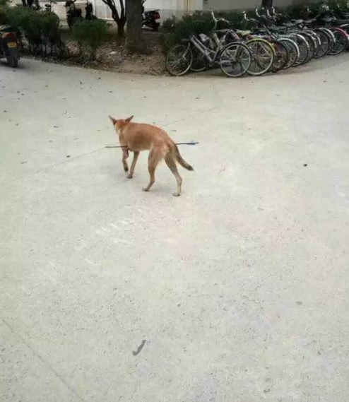 華科大校園內，一條流浪狗腹部被箭射穿，地上留著斑斑血跡。