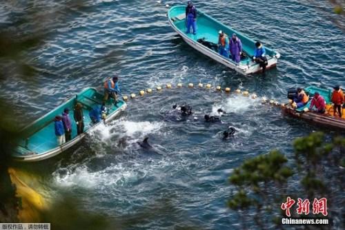 當地時間2014年1月21日，日本太地“海豚灣”，日本漁民圍捕入網的海豚。 據報道，在一年一度的海豚圍捕活動中，已有數百海豚被獵殺。