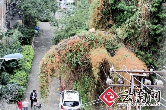 小貓蹲在一根纏滿了藤蔓的樹枝上。