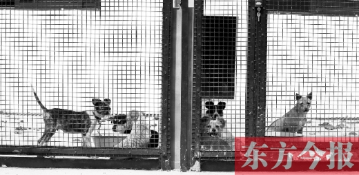 被主人遺棄的小狗暫時(shí)寄居在鄭州市犬只收容中心內(nèi)，如果沒有人來認(rèn)領(lǐng)，他們將被處以安樂死