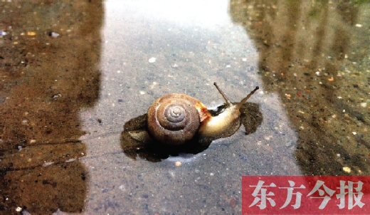 堵車俺不怕，就怕發大水，這不，一大早蹚水過街，現在已經是下午了，俺還在馬路中間呢
