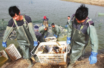 3月18日，漁民在溫縣黃河鯉魚(yú)生態(tài)養(yǎng)殖基地捕魚(yú)，近日，溫縣3000畝黃河鯉魚(yú)生態(tài)養(yǎng)殖基地的頭茬魚(yú)開(kāi)始