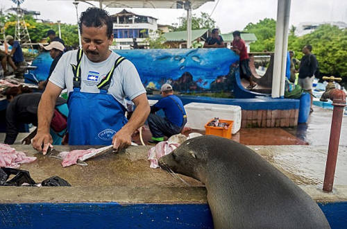 海獅變魚攤常客 排隊“購買”金槍魚