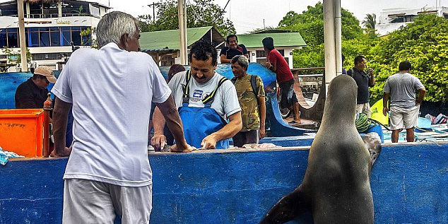 海獅變魚攤常客 排隊“購買”金槍魚