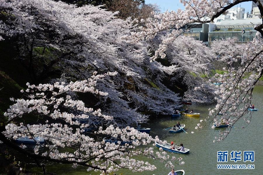 東京迎來(lái)賞櫻高峰