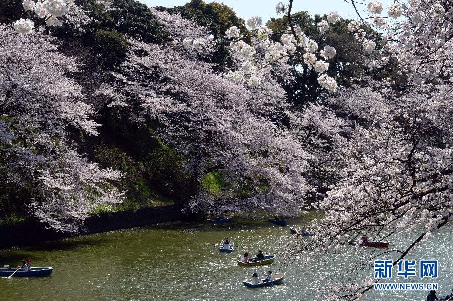 東京迎來(lái)賞櫻高峰