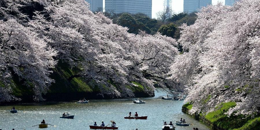 東京迎來(lái)賞櫻高峰