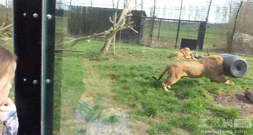 荷蘭動物園一獅子頭被卡塑料桶