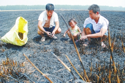 　村民為挽回一點損失，只得撿拾一些燒焦的麥穗。