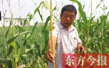 “東亞飛蝗”侵襲滎陽千畝黃河灘 ?？兄参锶~子