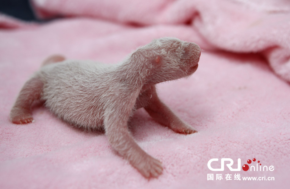 2013年7月11日，成都大熊貓繁育研究基地月亮產(chǎn)房，新生大熊貓寶寶在育嬰箱里憨態(tài)可掬。