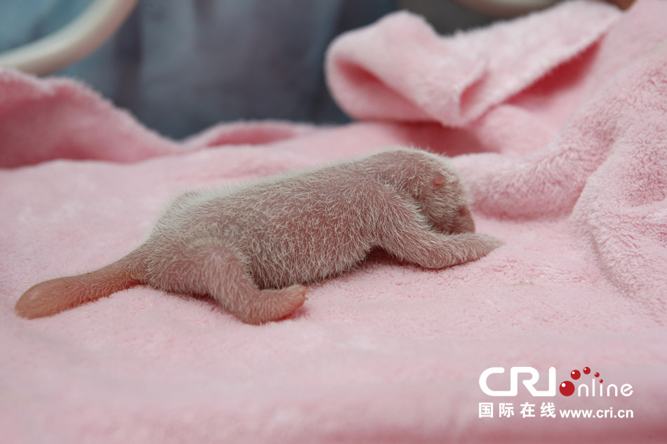 2013年7月11日，成都大熊貓繁育研究基地月亮產(chǎn)房，新生大熊貓寶寶在育嬰箱里憨態(tài)可掬。