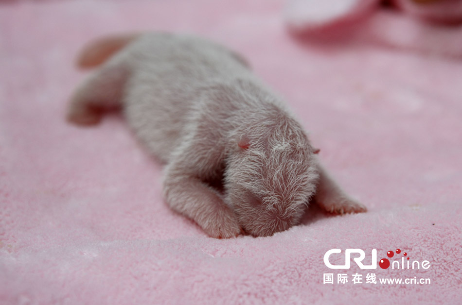 2013年7月11日，成都大熊貓繁育研究基地月亮產(chǎn)房，新生大熊貓寶寶在育嬰箱里憨態(tài)可掬。