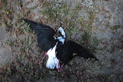 死去的鳥兒達(dá)到200多只，還有鳥兒在湖邊淤泥中掙扎著。