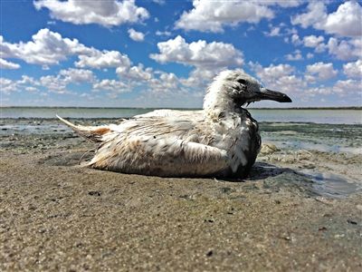 死去的鳥兒達(dá)到200多只，還有鳥兒在湖邊淤泥中掙扎著。