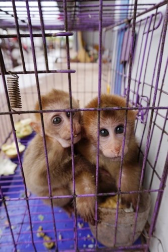 獼猴、麂子、白鷴、果子貍、豪豬、豺狗、熊、竹鼠等國(guó)家保護(hù)野生動(dòng)物或?yàn)l危物種，在此成為各路食客的盤(pán)中餐