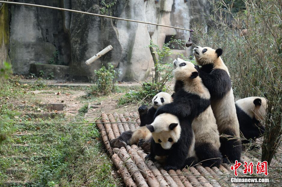 幾只大熊貓在喂食時間從飼養員處爭領食物。