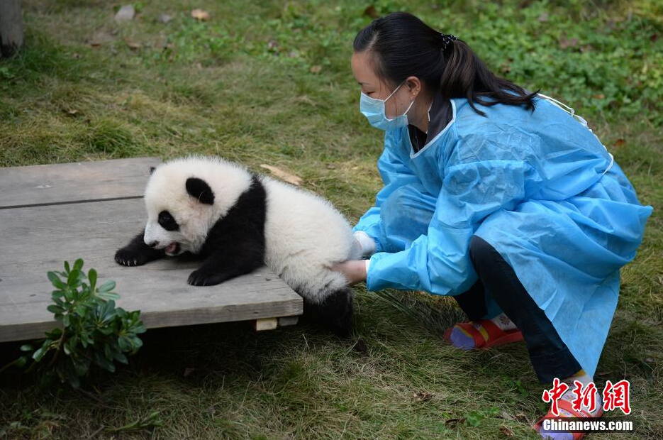 一名飼養員正幫助一只小大熊貓練習攀爬。